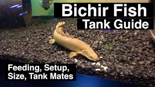 Senegal Bichir Care Guide  Feeding amp Size [upl. by Anirhtak554]