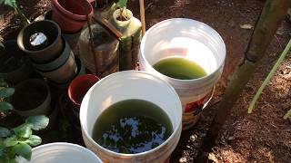 How to grow Green Water Algae [upl. by Haswell]