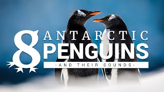 8 Antarctic penguins and their sounds [upl. by Wiburg210]