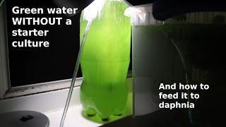 Green Water WITHOUT a Starter Culture  From Scratch  How To [upl. by Inoj]