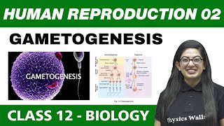 Human Reproduction 02  Gametogenesis  Class 12 NCERT [upl. by Becca]