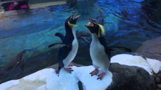 Hilarious Rockhopper penguins getting noisy [upl. by Padraig]