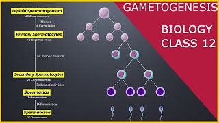 GAMETOGENESIS  Human Reproduction  Class 12 [upl. by Intirb]