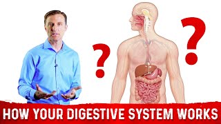 How Does the Digestive System Works – DrBerg [upl. by Aili]