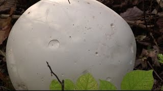 How to Identify and Eat White Puffball Mushrooms [upl. by Elletsyrk]