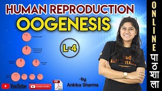 Oogenesis ANIMATION  Human Reproduction  Chapter 3 Biology Class 12  NEET 2020  21 Exam [upl. by Waldron]