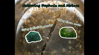 How To Culture Daphnia and Moinas using Green Water Spirulina powder [upl. by Atiuqam352]