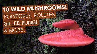 10 Wild Mushrooms Polypores Boletes Gilled Fungi amp More [upl. by Elrebmik]