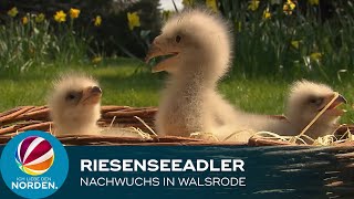 Seltener GreifvogelNachwuchs Vogelpark Walsrode freut sich über RiesenseeadlerKüken [upl. by Shandee]