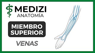 Anatomía de Miembro Superior MMSS  Venas quotMquot venosa [upl. by Boorer]