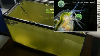 Raising Daphnia for the Freshwater Aquarium [upl. by Engapmahc]