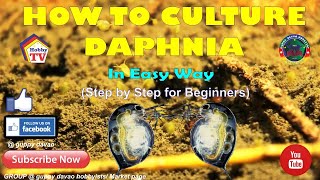 HOW TO CULTURE DAPHNIA In Easy Way [upl. by Elehcor]