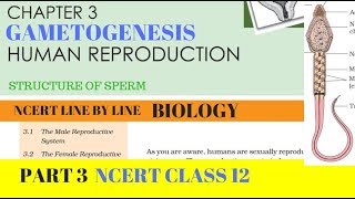 Part3 HUMAN REPRODUCTION Gametogenesis chapter3 NCERT class 12th biology [upl. by Kenleigh]