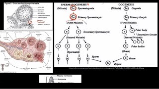 Grade 12 Life Sciences Human Reproduction Part 2 [upl. by Lankton]