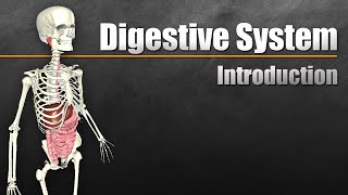 An Introduction to the Digestive System [upl. by Suzzy752]